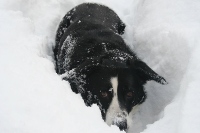 Snow this deep doesn't phase Lenny, although the rest of us aren't so keen!